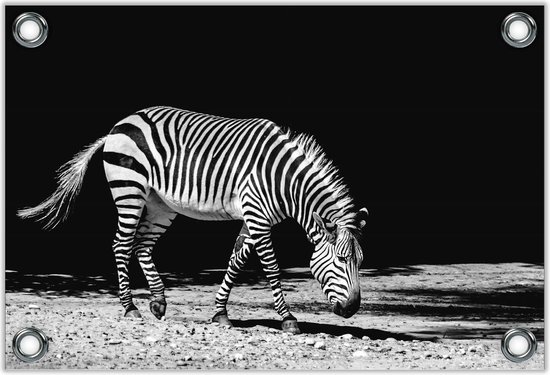 Tuinposter –Lopende Zebra Zwart - Wit -40x30  Foto op Tuinposter  (wanddecoratie voor buiten en binnen)