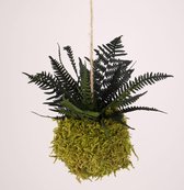 Onderhoudsvrije Kokedama - moskleur: Spring Green - afm. 9 cm - groene varen