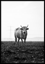 Poster Koe zwart-wit - 30x40cm met Fotolijst – Natuur Poster – Ingelijst