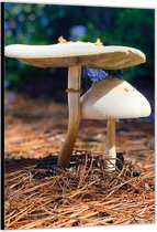 Dibond –Twee Paddenstoelen– 40x60cm Foto op Aluminium (Met Ophangsysteem)