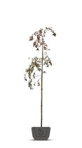 Meerstammige sierkers | Prunus serrulata Amanogawa | Hoogte: 160-180 cm
