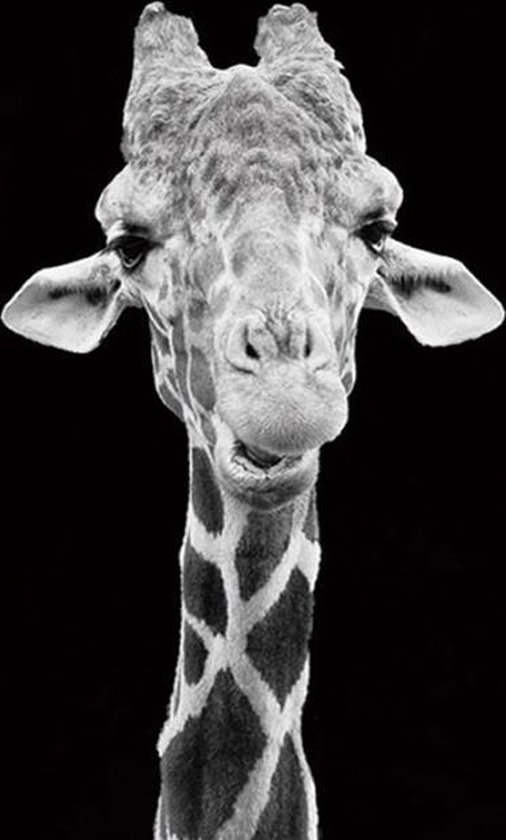 scheiden melk wit Niet meer geldig JDBOS ® Schilderen op nummer Volwassenen - Giraffe zwart wit - Paint by  numbers -... | bol.com