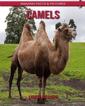 Camels