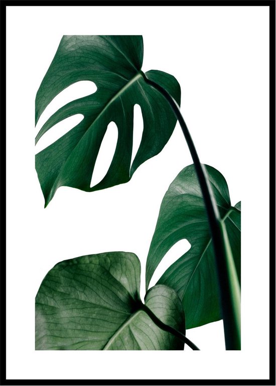 Uitgaan van Premedicatie Kan worden berekend Poster van Monstera Plant - A3 Botanische Poster 29x42cm | bol.com