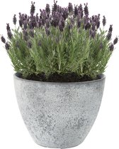 3x Lavandula 'Anouk' - Kuiflavendel incl. TS Sierpot grijs - ↑ 25-30cm - Ø 12cm