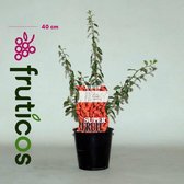 Gojibessenplant - Sweet Goji
