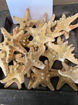 schelp philippine starfish naturel 5-7 cm