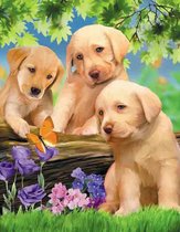 HappyHobby Diamond Painting Volwassenen – Volledig Pakket Inclusief Alle Accessoires – Vierkant – 30x40cm - Drie Puppy’s/Puppies Dieren