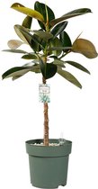 Ficus Makana (Elastica) 110cm hoog met watermeter Ø27cm