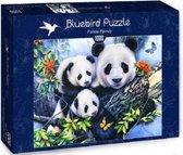 Bluebird Panda familiy (1000)