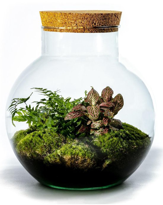 Growing Concepts DIY Duurzaam Ecosysteem Glazen Bol met Kurk - Planten - Botanische Mix - H30xØ18cm