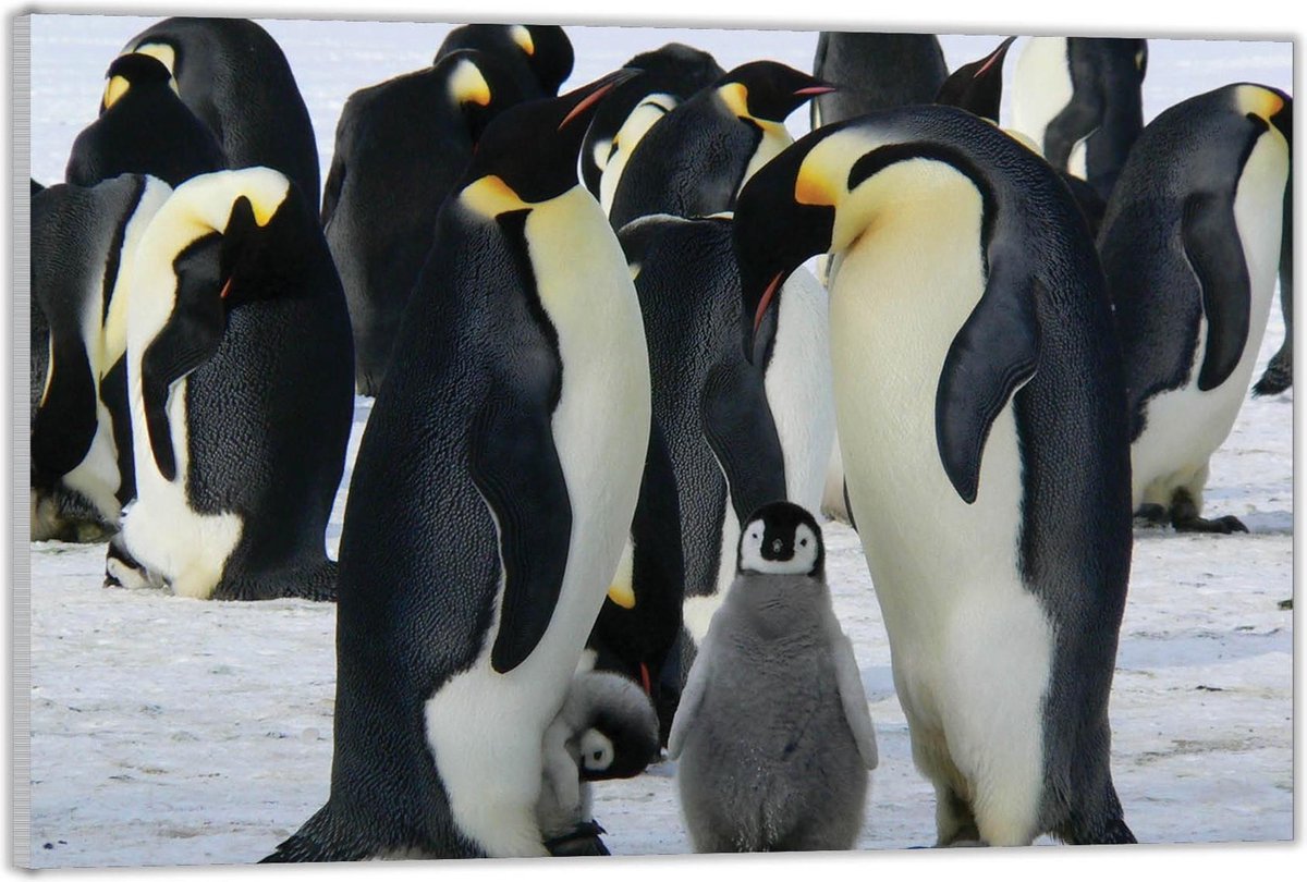 Acrylglas –Pinguïns met Baby Pinguïns– 60x40 (Met Ophangsysteem)