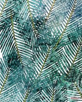 Komar Pure | palm canopy | palmbladeren | fotobehang op vlies 200x250cm