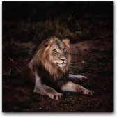 Dibond 70 x 70 cm Animal Photography.