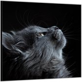 Dibond –Grijze omhoogkijkende Kat Zwarte Achtergrond-50x50 Foto op Aluminium (Wanddecoratie van metaal)