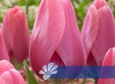 20 tulpenbollen mix cadeau verpakking - bloembollen - tuin - kado - geschenk - bedankje - juf - meester - collega - vrienden - familie - klanten - Nederland - geschenk
