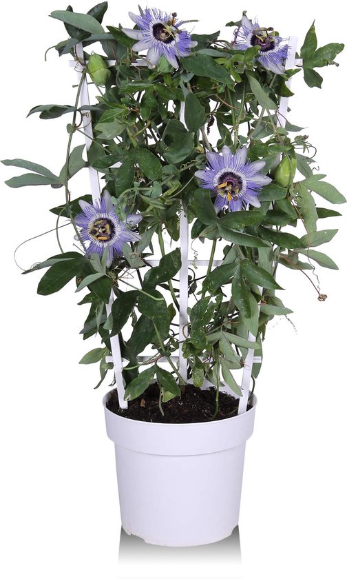 Passiflora Duuk - Passiflora met blauwe passiebloem - hoogte 60 cm - potmaat 19 - klimplant