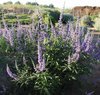 Vitex Agnus Castus - Monnikspeper - 30-40 cm in pot: Kruidachtige plant met paarsblauwe bloemen.