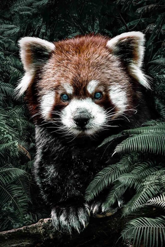 Kleine Rode Panda op Textiel in Frame - WallCatcher | Staand 100 x 150 cm | Breed zwart Textielframe 27 mm
