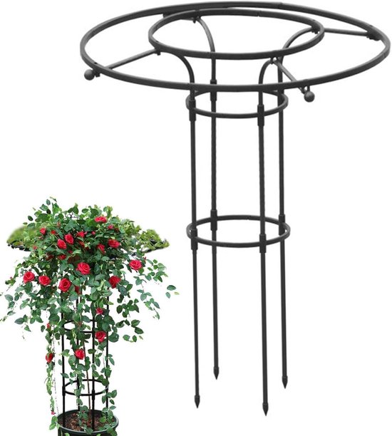 Zwarte metalen plantensteun naast een pot met een klimroos met rode bloemen.