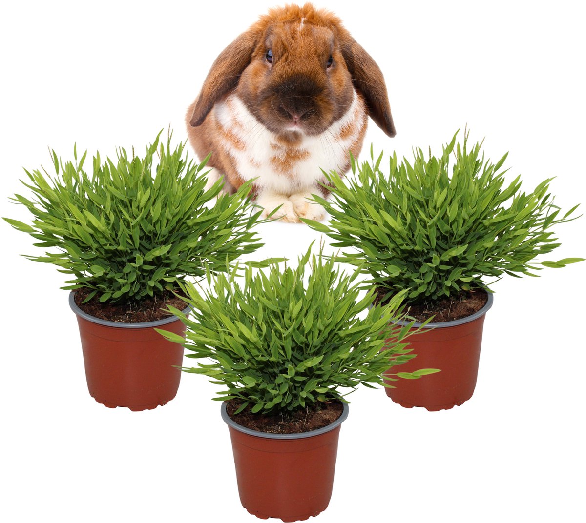 Bamusa Pogonatherum Monica – Kamerbamboe – Set van 3 Kamerplanten – Diervriendelijk – Makkelijk te Verzorgen – 30–35 cm – Pot 12 cm