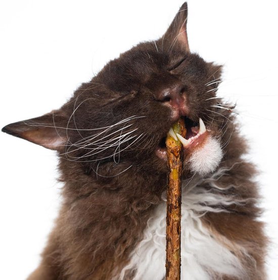 Kattenkruid Stokjes - 30 Stuks - Matatabi Stokjes voor Katten- Kattensnacks - Catnip - Matabi Stokjes - 100% Natuurlijk Catnip Kattenspeelgoed