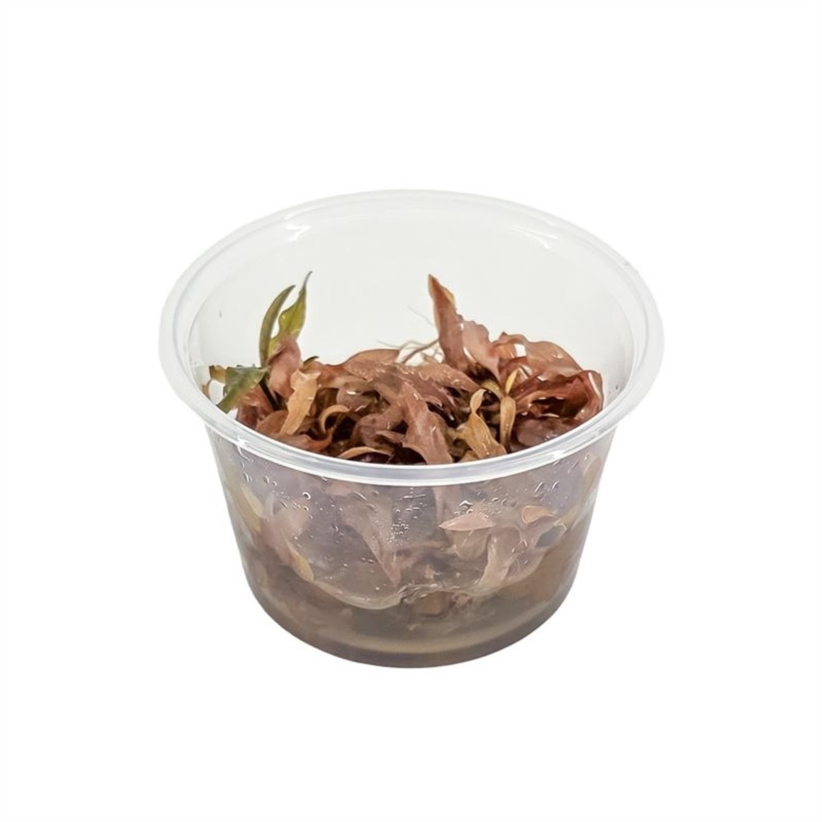 Moerings Cryptocoryne Wendtii Sindoor | In vitro cup