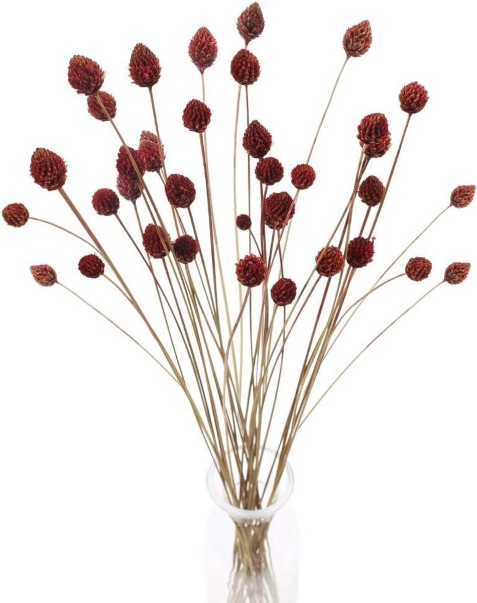 Gedroogde Dennenappels - Natuurlijke Decoratie - Huis Decoratie - Heldere Textuur - 30 stuks - Natuurlijk Bruin