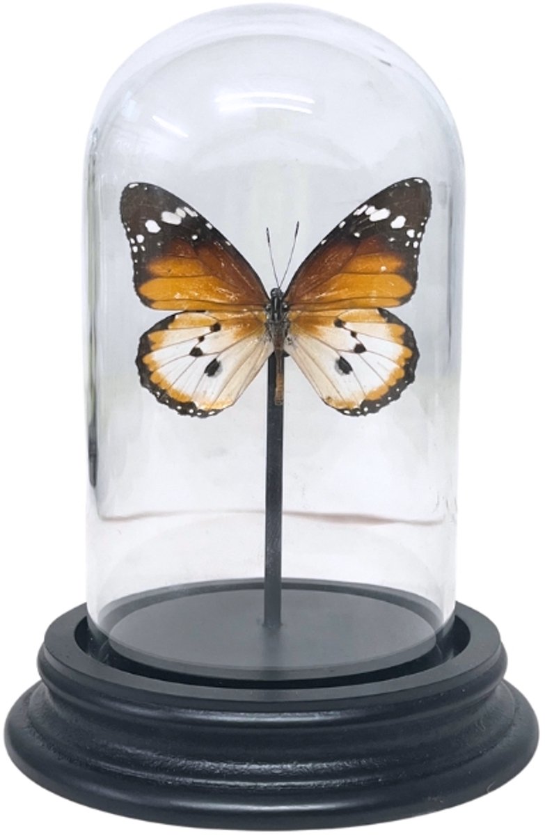 Opgezette vlinder - Danaus Chrysippus in glazen stolp 7x 12cm - Geprepareerde vlinders/ insecten Decoratie - Demuseumwinkel.com