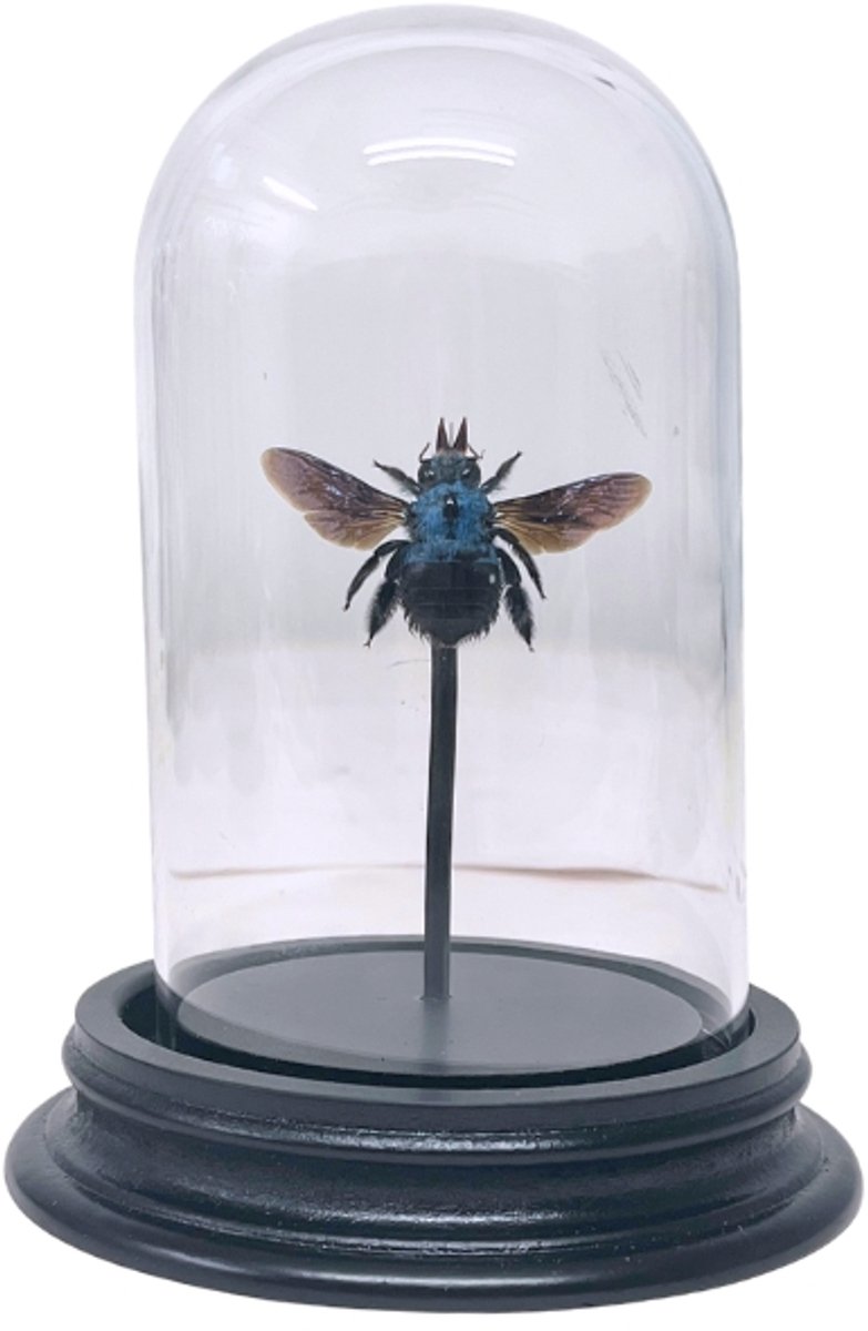 Opgezette bij - Xylocopa caerulea in glazen stolp 7x 12cm - Geprepareerde vlinders/ insecten Decoratie - Demuseumwinkel.com
