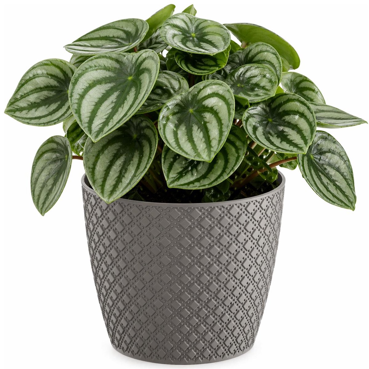 Prosperplast bloempot / plantenpot - kunststof - steengrijs - Dia 15.7 cm en hoogte 13.8 cm - binnen/buiten