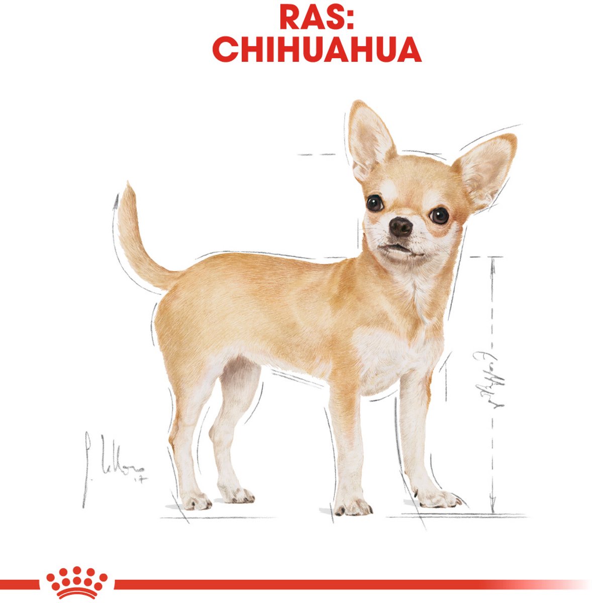 Royal Canin Chihuahua 1.5kg - voer voor kleine kaakjes thumbnail 6