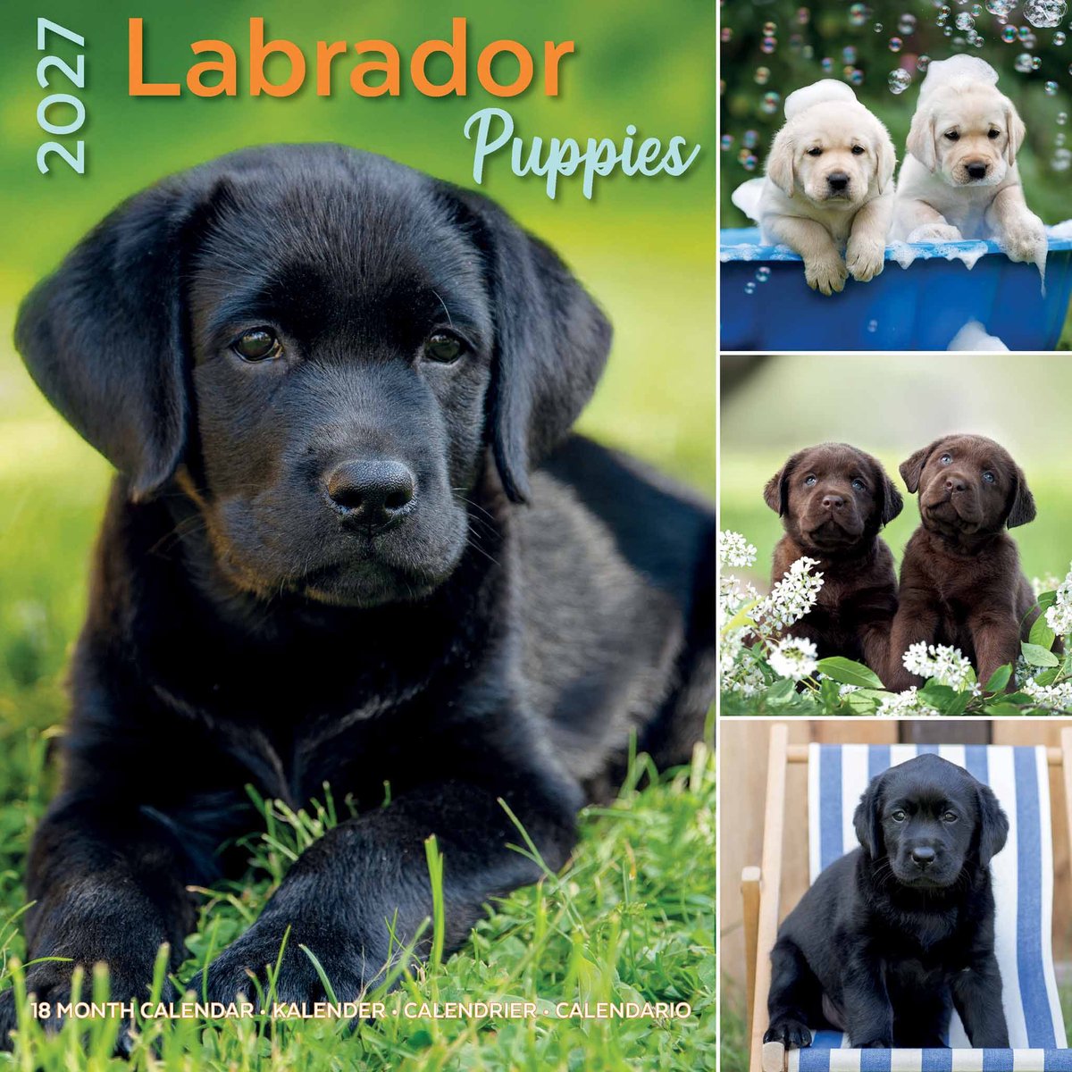 Labrador Retriever Puppies Kalender 2027