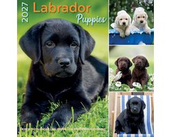 Labrador Retriever Puppies Kalender 2027