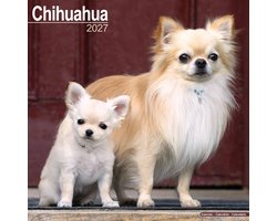 Chihuahua Kalender 2027