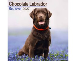 Labrador Retriever Bruin Kalender 2027