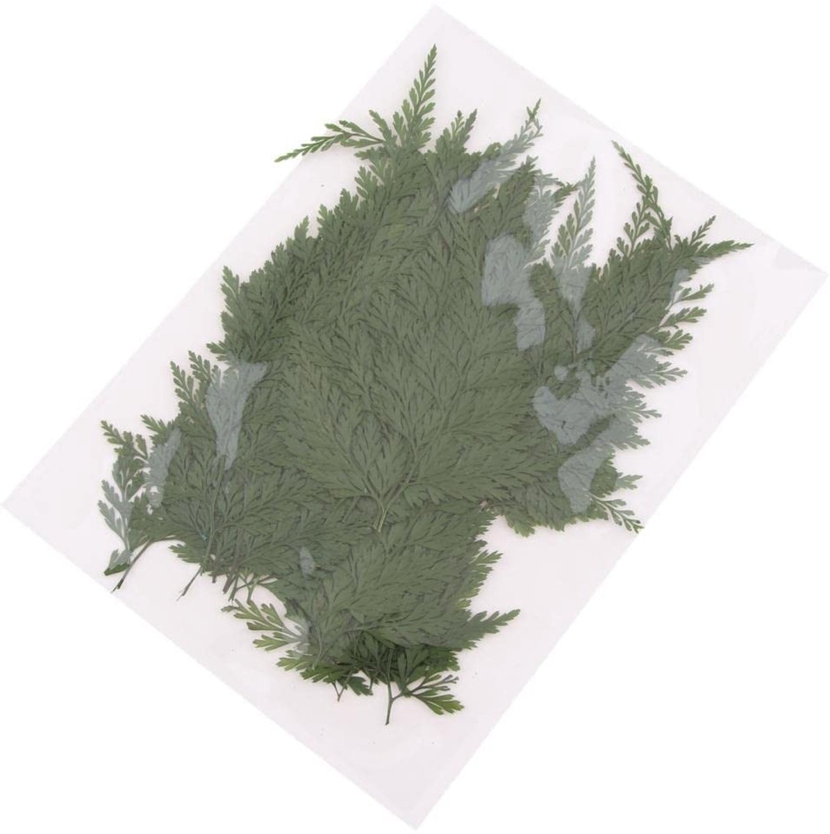 Dailygoods - Gedroogde bladeren - Ambachten - Natuurlijke materialen - Groen - DIY decoratie - Perfect voor creatievelingen - 50 stuks