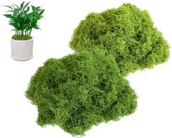 300g Kunstmatige Mosdecoraties voor Wand, Terrarium en Huisdecoratie - Geconserveerd en Stabilized Mos voor Floristiek