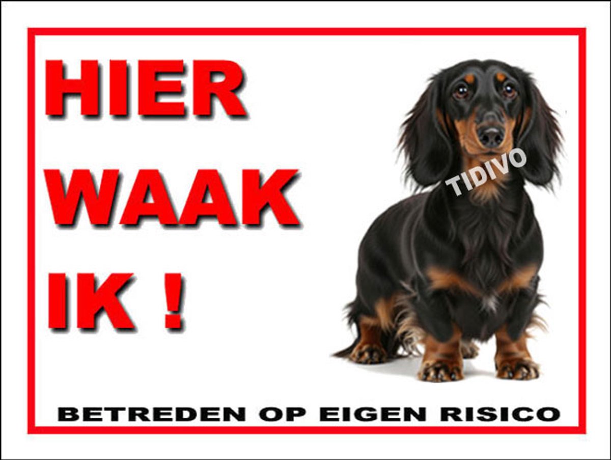 Dashond, Langhaar 3