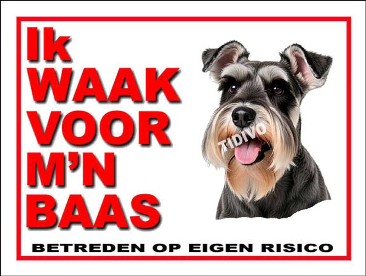 Dwergschnauzer 9