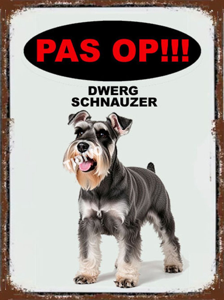 Dwergschnauzer 17