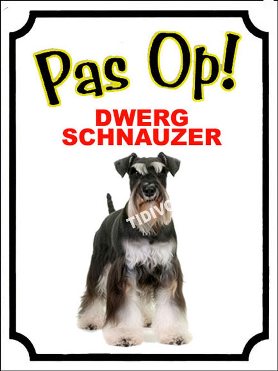 Dwergschnauzer 16