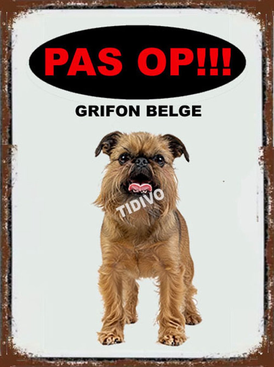 Griffon Belge 17