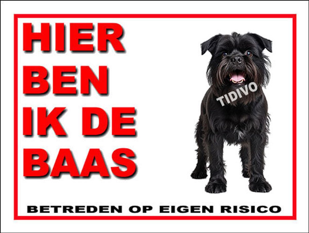 Griffon Belge 2