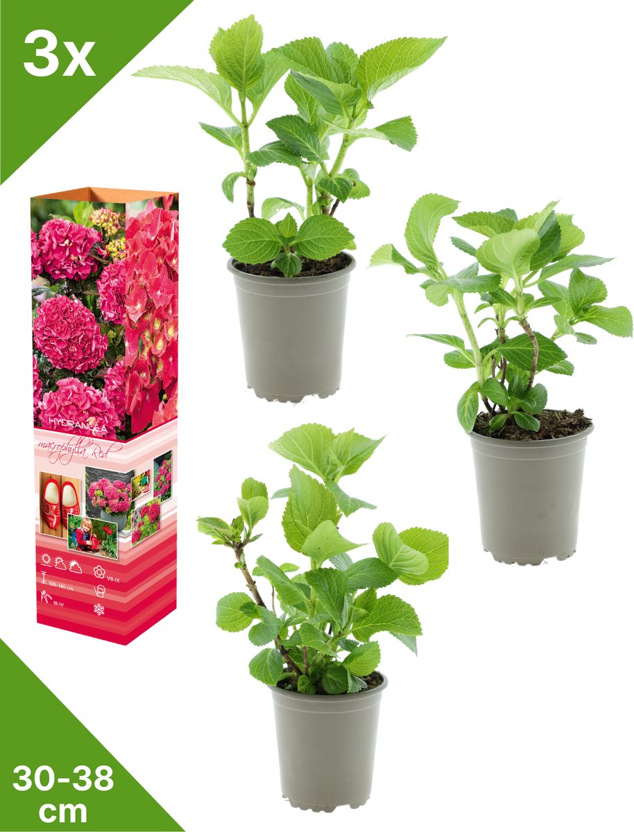 GARDENZO - 3x Hydrangea macrophylla 'Rood' (Hortensia) - in P9 Pot