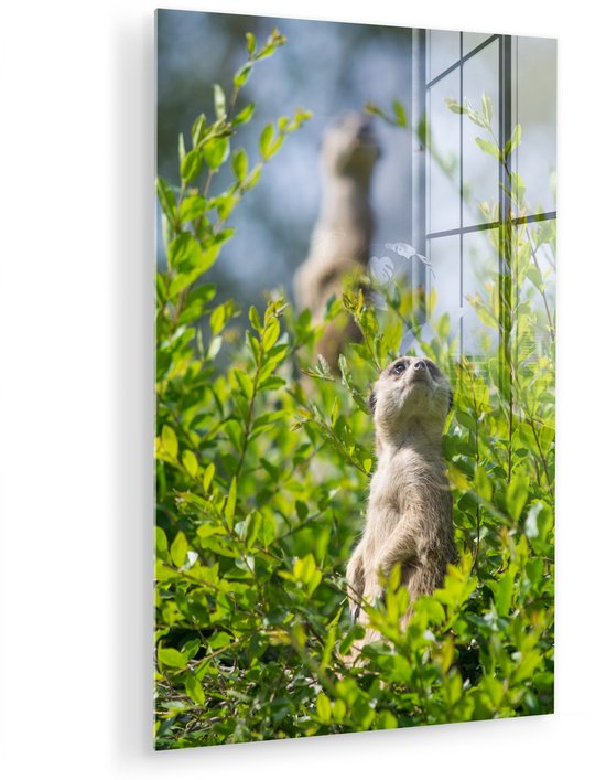 Peinture sur Verre - Buissons - Suricate - Animal - 80x120 cm - Peintures Plexiglas