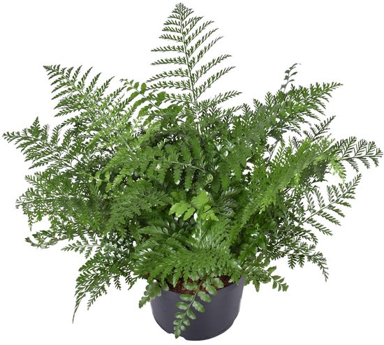 Asplenium parvati kopen