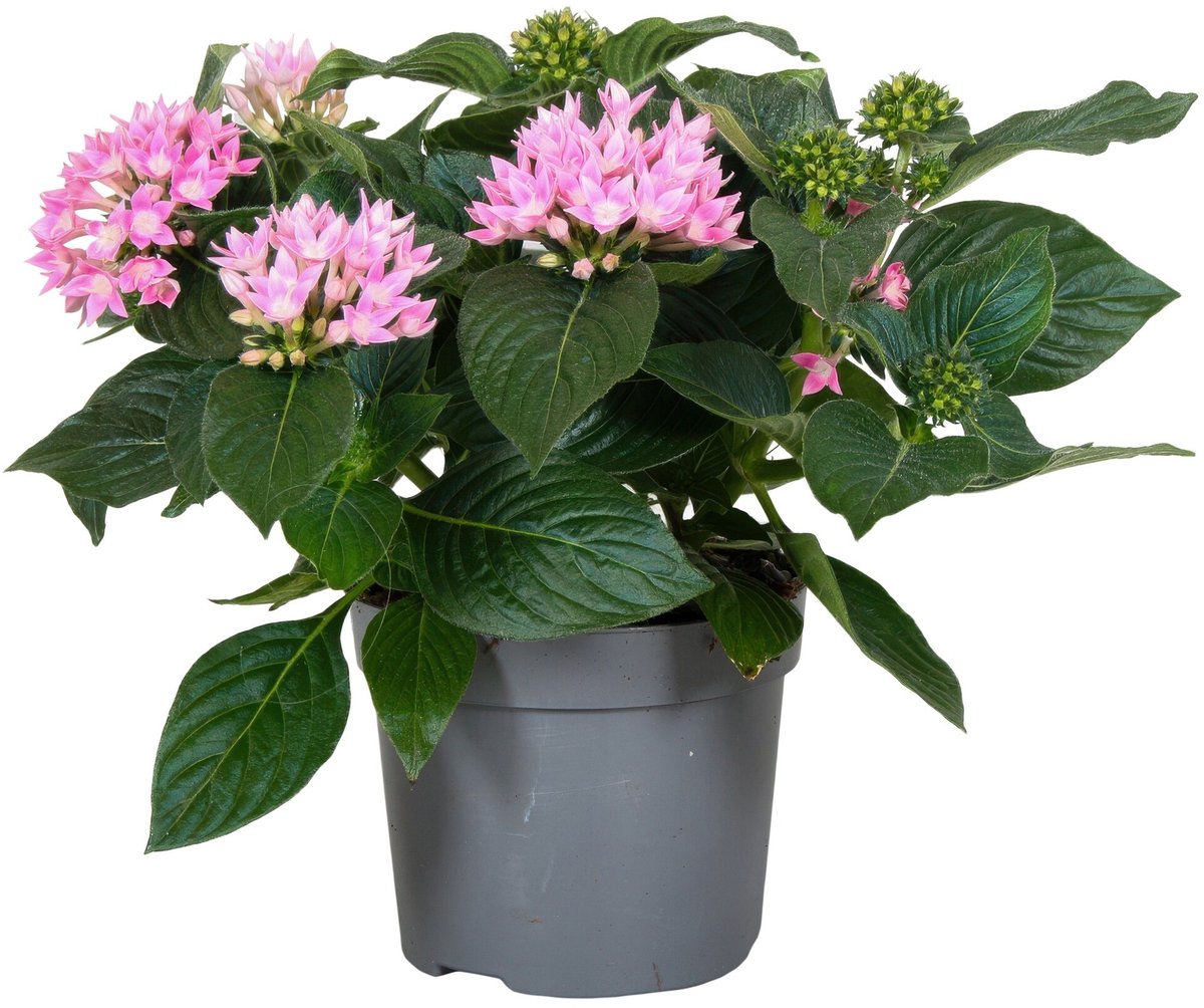 JUNAVERA Pentas lanceolata 'Star Cluster Rose' | rijkbloeiende sterbloem | ca. 25 cm hoog | in 13 cm pot