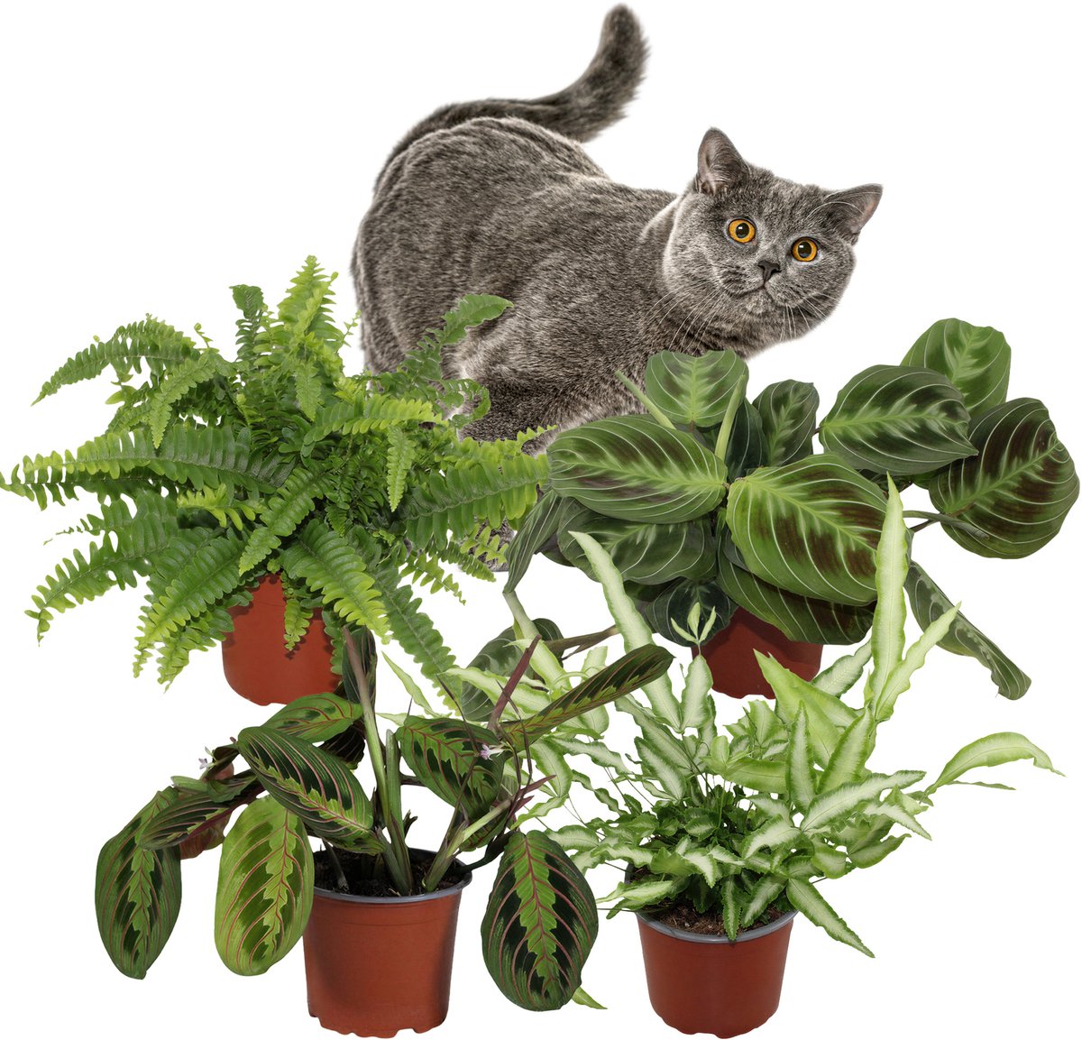 Schaduwplanten – Set van 4 Kamerplanten – Maranta Tricolor, Maranta Shadow, Pteris Albolineata & Nephrolepis Green Lady – 25–35 cm – Pot 12 cm