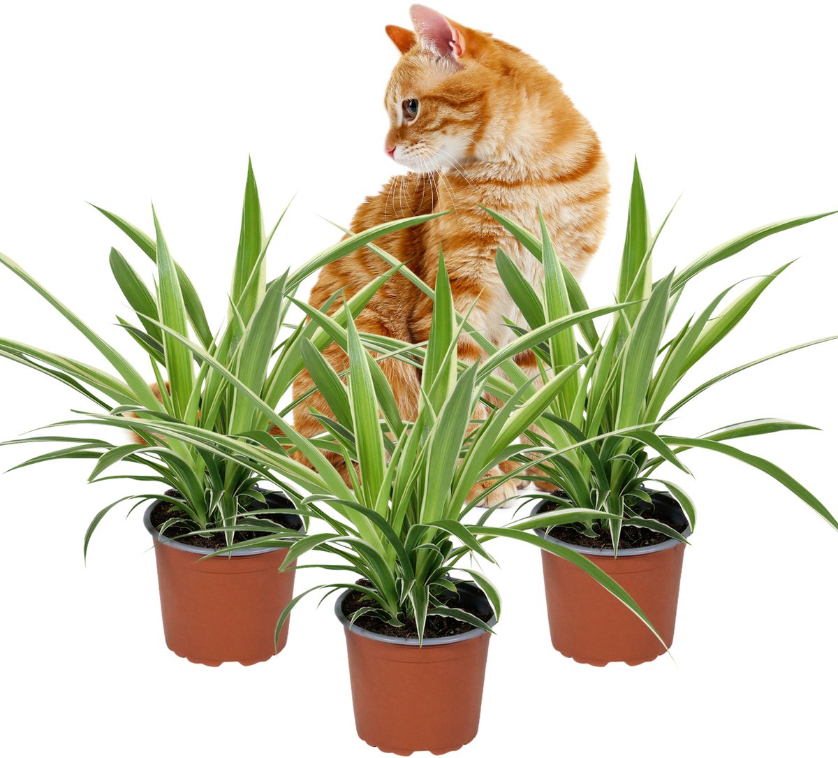 Chlorophytum Irish – Graslelie - Set van 3 – Luchtzuiverende kamerplant – Diervriendelijk – 25–35 cm – Pot 12 cm